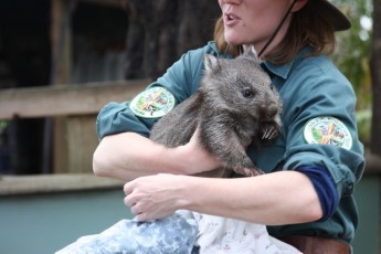 Bonorong Wildlife Centre (Tasmania AU)