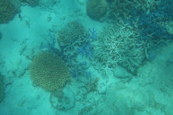 Barriera Corallina (AU)