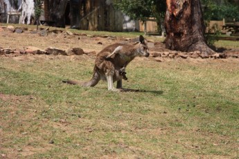 Bonorong Wildlife Centre (Tasmania AU)