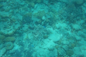 Barriera Corallina (AU)