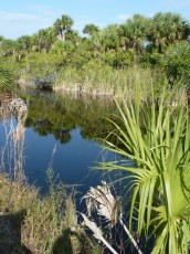 Everglades National Park (Florida US)
