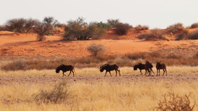 Kalahari Desert (NA)