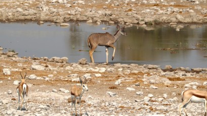 Etosha National Park (NA)