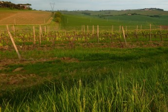 Valiano (Toscana IT)