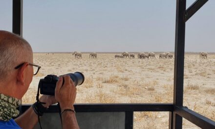 Game Drive all’Etosha NP