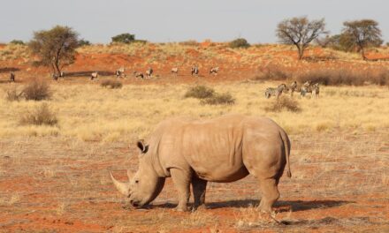 Il Deserto del Kalahari