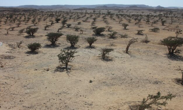 Dhofar, terra dell’incenso